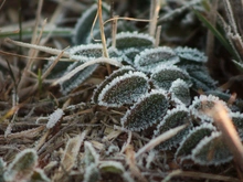 Pflanzen im Reif im Winter © Natascha Zickbauer