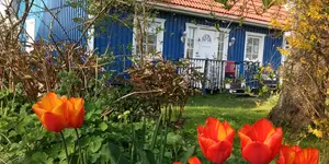 Das Bild zeigt das blau angestrichene Strandhaus in Ahrenshoop, im Vordergrund Tulpen in einer Art Garten. Fasten nach Buchinger