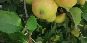 Das Bild zeigt Äpfel auf einem Baum, Onlinefasten