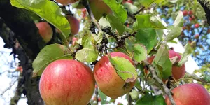 Äpfel am grünen Apfelbaum, Basenfasten und Buchingerfasten