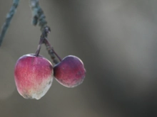 Äpfel am Baum im Winter Kloster Pernegg © Zickbauer Natascha