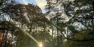 Sonnenstrahlen zwischen den Bäumen in der Natur bei Fastenwoche mit Fastenbegleiterin Diana Baumgartl