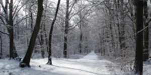 Waldweg im Winter - Stilles Fasten - GINKGO MARE Bio-Hotel & GesundSein-Zentrum